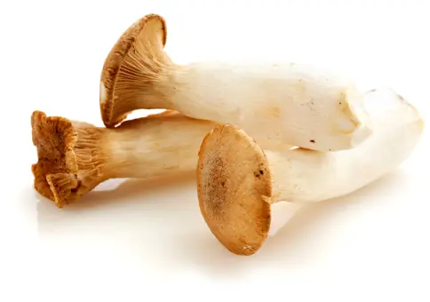 Fresh King Trumpet Mushrooms