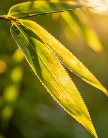 940+ Close Up Of Bamboo Leaf In Sunlight Stock Photos, Pictures &  Royalty-Free Images - iStock
