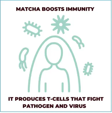 Matcha and Covid-Boost Your Immunity Naturally – Matcha Yu Tea