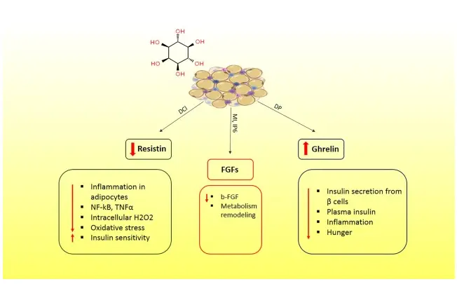 Effects of inositols on adipokines: A systematic review of current  knowledge and potential mechanisms - ScienceDirect