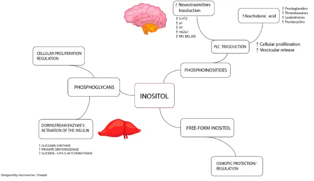 Neurobiology and Applications of Inositol in Psychiatry: A Narrative Review