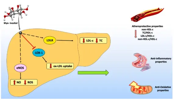 Myo-inositol supplementation in obese patients with non-alcoholic fatty  liver disease: Assessment of sirtuin-1 pathway, atherogenic and  hematological parameters - ScienceDirect