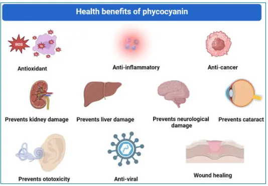 Phycocyanin a nutraceutical with antioxidant activity - ScienceDirect