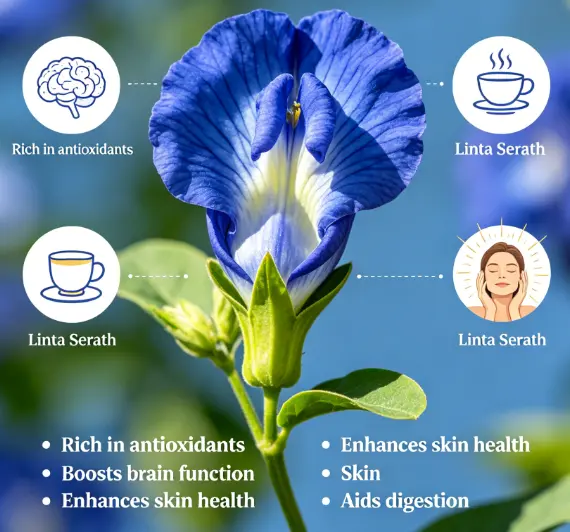 Know About Butterfly Pea Flower Benefits - Linta Serath - Linta Serath Know About Butterfly Pea Flower Benefits - Linta Serath - Linta Serath