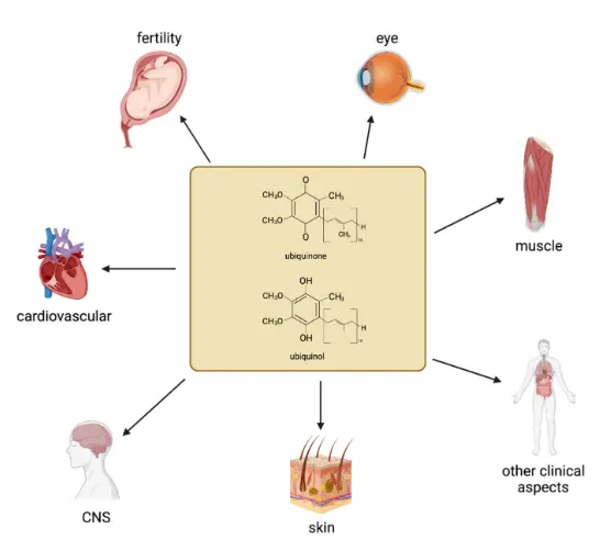 Role of Coenzyme Q10 in Health and Disease: An Update on the Last 10 Years (2010–2020) Role of Coenzyme Q10 in Health and Disease: An Update on the Last 10 Years (2010–2020)