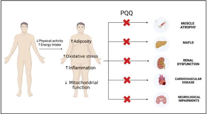 Metabolic and Biochemical Effects of Pyrroloquinoline Quinone (PQQ) on  Inflammation and Mitochondrial Dysfunction: Potential Health Benefits in  Obesity and Future Perspectives