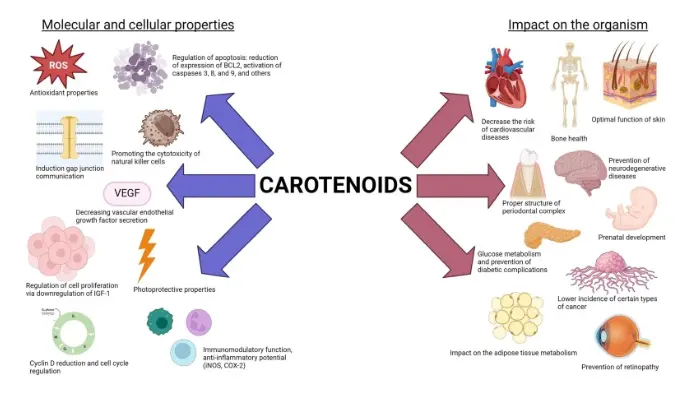 Exploring carotenoids: Metabolism, antioxidants, and impacts on human health - ScienceDirect Exploring carotenoids: Metabolism, antioxidants, and impacts on human health - ScienceDirect