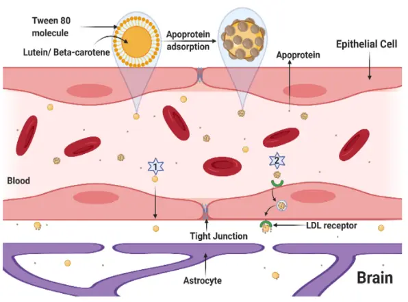 Assessment of the therapeutic potential of lutein and beta-carotene nanodispersions in a rat model of fibromyalgia | Scientific Reports Assessment of the therapeutic potential of lutein and beta-carotene nanodispersions in a rat model of fibromyalgia | Scientific Reports