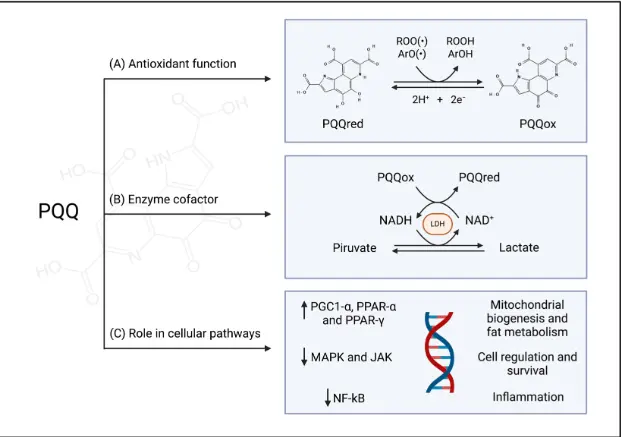 Metabolic and Biochemical Effects of Pyrroloquinoline Quinone (PQQ) on  Inflammation and Mitochondrial Dysfunction: Potential Health Benefits in  Obesity and Future Perspectives