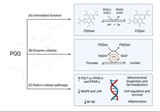 Metabolic and Biochemical Effects of Pyrroloquinoline Quinone (PQQ) on Inflammation and Mitochondrial Dysfunction: Potential Health Benefits in Obesity and Future Perspectives Metabolic and Biochemical Effects of Pyrroloquinoline Quinone (PQQ) on Inflammation and Mitochondrial Dysfunction: Potential Health Benefits in Obesity and Future Perspectives