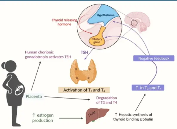 Postpartum depression: aetiology, pathogenesis and the role of nutrients  and dietary supplements in prevention and management - ScienceDirect
