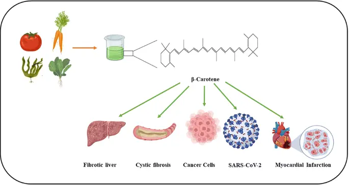 Disease Prevention and Treatment Using β-Carotene: the Ultimate Provitamin  A | Revista Brasileira de Farmacognosia