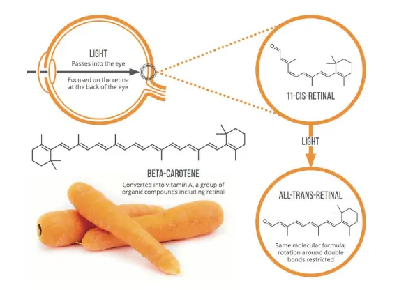 One of the chemical compounds present in carrot, the carotenoids, are an  excellent anti-oxidant. Their activities when consumed improve body  immunities, reduce heart diseases and to some extent fight… | Akintunde  Oluwatimehin