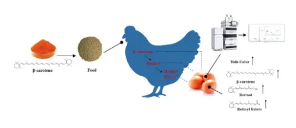 Development and application of a SFC–DAD–MS/MS method to determine carotenoids and vitamin A in egg yolks from laying hens supplemented with β- carotene - ScienceDirect Development and application of a SFC–DAD–MS/MS method to determine carotenoids and vitamin A in egg yolks from laying hens supplemented with β- carotene - ScienceDirect