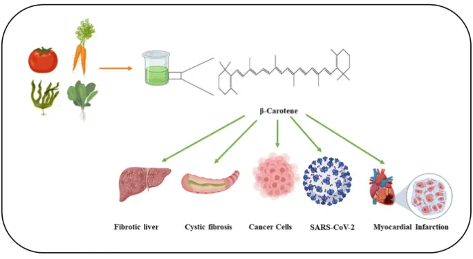 Disease Prevention and Treatment Using β-Carotene: the Ultimate Provitamin  A | Revista Brasileira de Farmacognosia