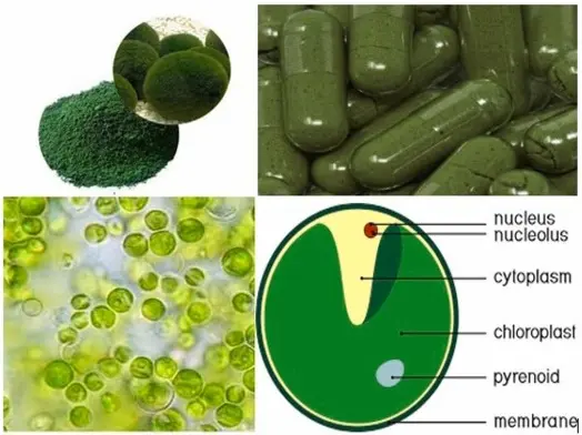 Chlorella vs. Chlorophyll: Understanding the Differences and Benefits -  YanggeBiotech
