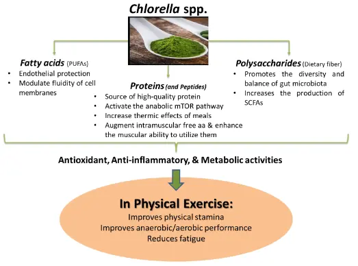 Bioactivity of Macronutrients from Chlorella in Physical Exercise