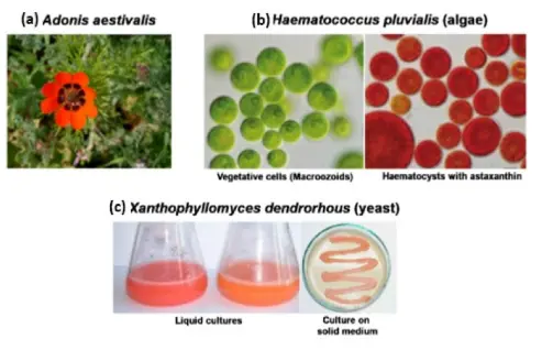 Astaxanthin for the Food Industry Astaxanthin for the Food Industry