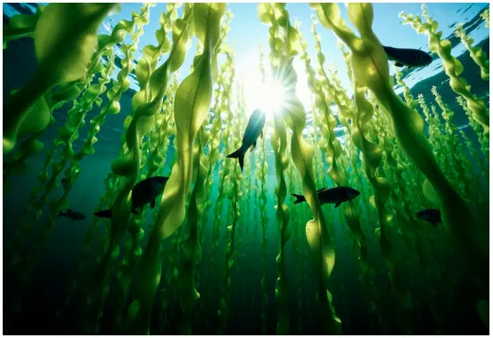 Spirulina Photos - Download Free High-Quality Pictures | Freepik Spirulina Photos - Download Free High-Quality Pictures | Freepik