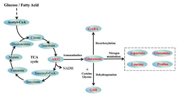 Impact of Alpha-Ketoglutarate on Skeletal Muscle Health and Exercise  Performance: A Narrative Review