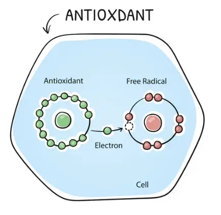 What Do Antioxidants Do? – The Skin Nerd What Do Antioxidants Do? – The Skin Nerd