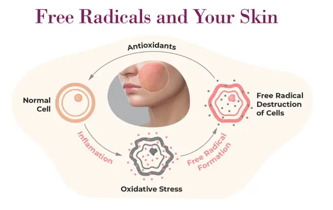 Free Radicals and Antioxidants – Doris Day MD