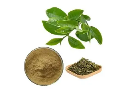 Green Tea Extract, Packaging Size: 25kg, Powder at ₹ 750/kg in New Delhi Green Tea Extract, Packaging Size: 25kg, Powder at ₹ 750/kg in New Delhi