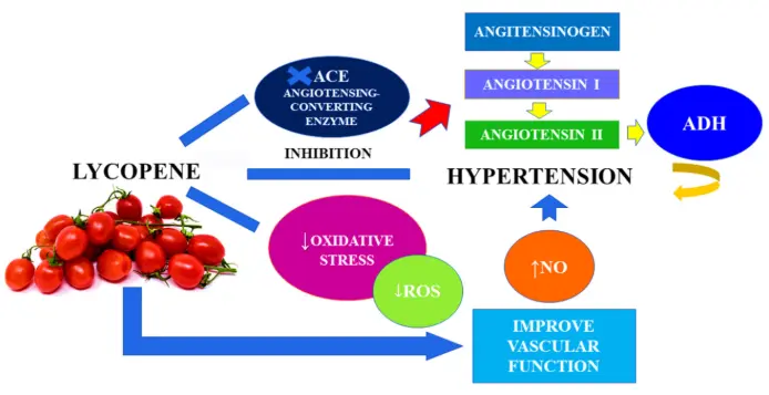 lycopene powder supplier lycopene powder supplier
