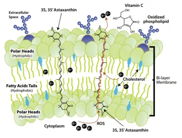 An illustration of how astaxanthin benefits cells An illustration of how astaxanthin benefits cells