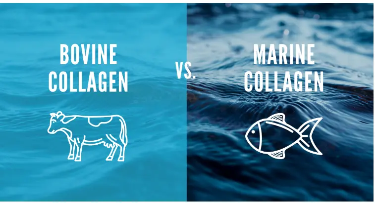 Bovine collagen powder supplier Bovine collagen powder supplier