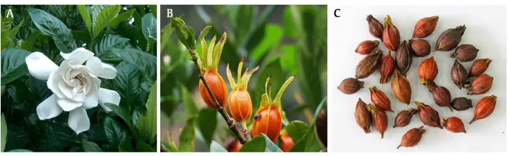 Research and application progress of Gardenia jasminoides - ScienceDirect