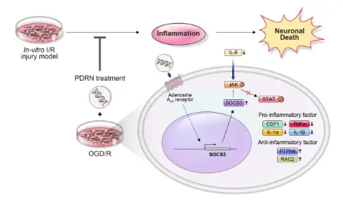 Therapeutic effects of polydeoxyribonucleotide in an in vitro neuronal model of ischemia/reperfusion injury | Scientific Reports Therapeutic effects of polydeoxyribonucleotide in an in vitro neuronal model of ischemia/reperfusion injury | Scientific Reports
