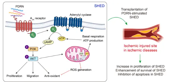 Polydeoxyribonucleotide enhances the bioactivities of stem cells from human  exfoliated deciduous teeth through Akt activation - ScienceDirect