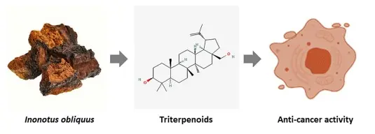 Chaga mushroom triterpenoids as adjuncts to minimally invasive cancer therapies: A review - ScienceDirect Chaga mushroom triterpenoids as adjuncts to minimally invasive cancer therapies: A review - ScienceDirect