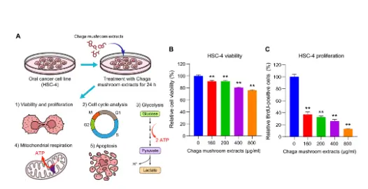 Chaga mushroom extract suppresses oral cancer cell growth via inhibition of  energy metabolism | Scientific Reports