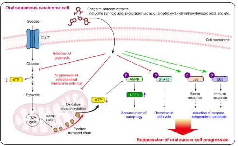 Chaga mushroom extract suppresses oral cancer cell growth via inhibition of energy metabolism | Scientific Reports Chaga mushroom extract suppresses oral cancer cell growth via inhibition of energy metabolism | Scientific Reports