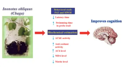 Chaga mushrooms could aid memory loss and other cognitive functions – Food & Function Blog Chaga mushrooms could aid memory loss and other cognitive functions – Food & Function Blog