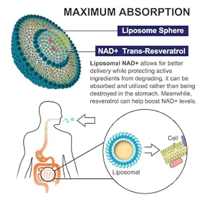 Liposal NAD+ powder supplier