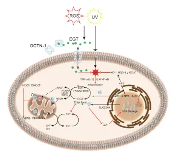 Safe and Effective Antioxidant: The Biological Mechanism and Potential Pathways of Ergothioneine in the Skin Safe and Effective Antioxidant: The Biological Mechanism and Potential Pathways of Ergothioneine in the Skin