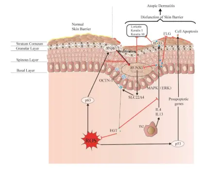 Safe and Effective Antioxidant: The Biological Mechanism and Potential  Pathways of Ergothioneine in the Skin