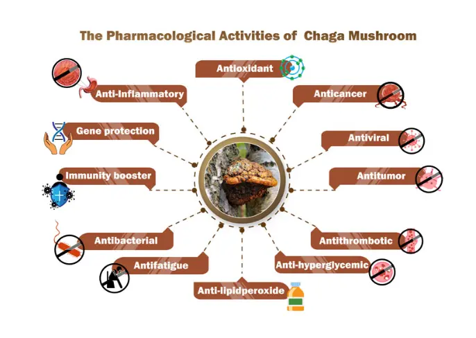 Frontiers | Chaga mushroom: a super-fungus with countless facets and untapped potential Frontiers | Chaga mushroom: a super-fungus with countless facets and untapped potential