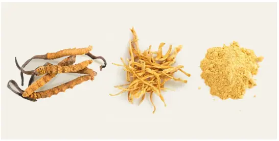 Cordyceps Mushroom Benefits | Real Mushrooms Cordyceps Mushroom Benefits | Real Mushrooms