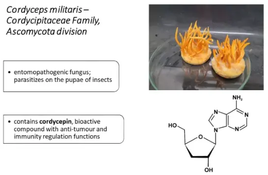 Cordyceps militaris: An Overview of Its Chemical Constituents in Relation to Biological Activity Cordyceps militaris: An Overview of Its Chemical Constituents in Relation to Biological Activity