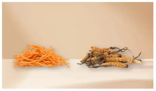 Cordyceps Sinensis vs Militaris: Nutritional Benefits Compared – Lucid™