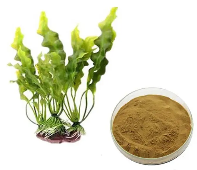 100g Fucoxanthin Powder 10% Seaweed Extract | eBay 100g Fucoxanthin Powder 10% Seaweed Extract | eBay