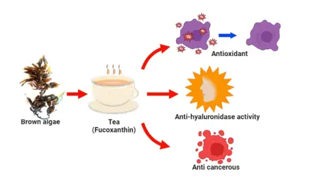 Fucoxanthin as antioxidant, anti-hyaluronidase and cytotoxic agent: potential of brown seaweeds decoction for tea supplement | Journal of Food Measurement and Characterization Fucoxanthin as antioxidant, anti-hyaluronidase and cytotoxic agent: potential of brown seaweeds decoction for tea supplement | Journal of Food Measurement and Characterization