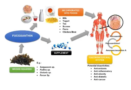 Brown Algae as Functional Food Source of Fucoxanthin: A Review Brown Algae as Functional Food Source of Fucoxanthin: A Review