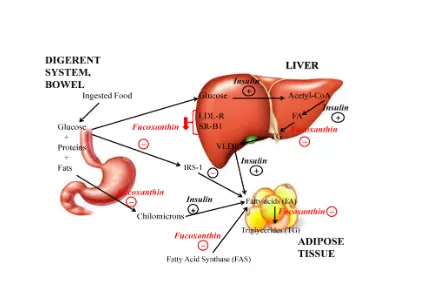 Anti-Obesity Activity of the Marine Carotenoid Fucoxanthin