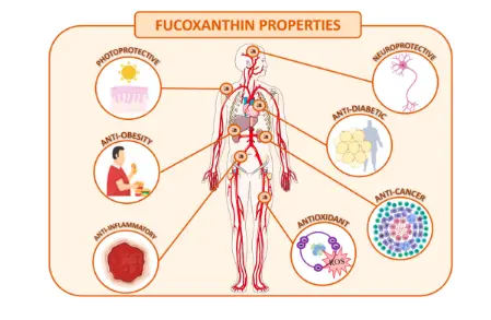 Scientific Approaches on Extraction, Purification and Stability for the  Commercialization of Fucoxanthin Recovered from Brown Algae