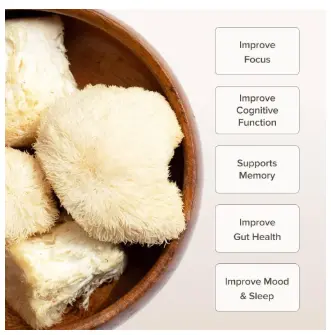 Lion's Mane Mushroom Powder by Bloomable I Brain Health, Memory, Focus (100  gr) : Amazon.ca: Health & Personal Care